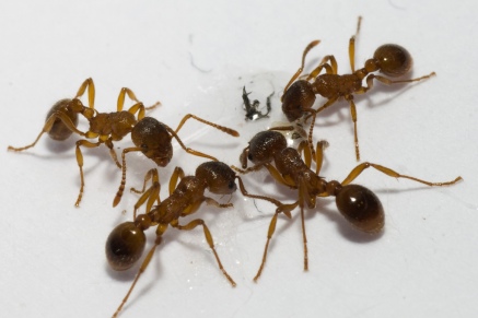 Уничтожение муравьев   в Голицыно 
