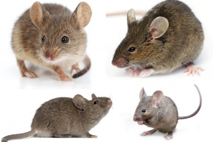 Уничтожение (дератизация) мышей   в Голицыно 